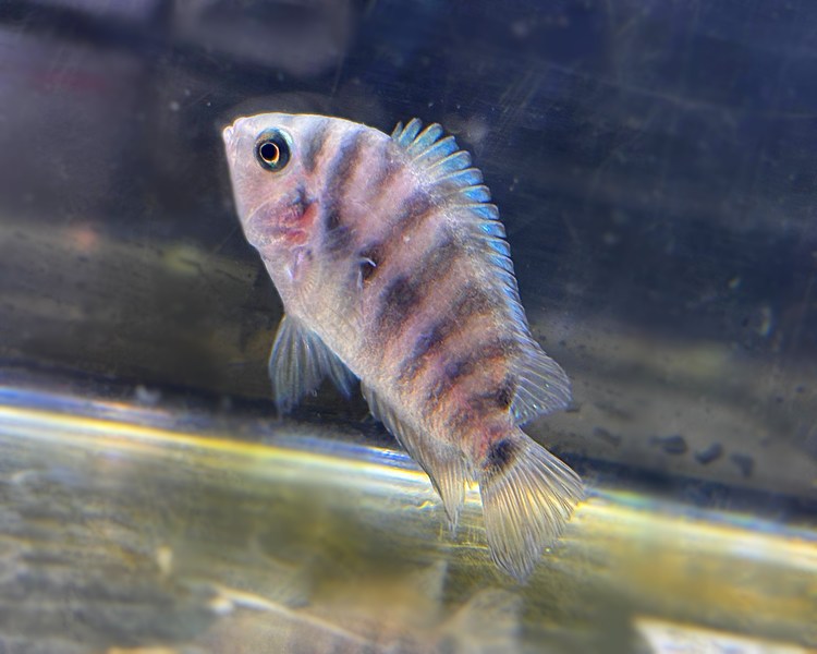 Jade Eyed Cichlid ~ 4cm