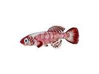 Killifish