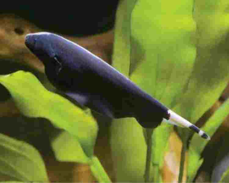 Black Ghost Knife Fish ~ 20-25cm