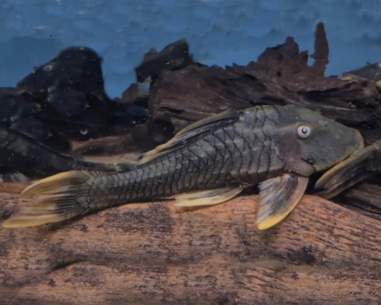 blue phantom pleco for sale uk L360 pleco RARE **SPECIAL OFFER**