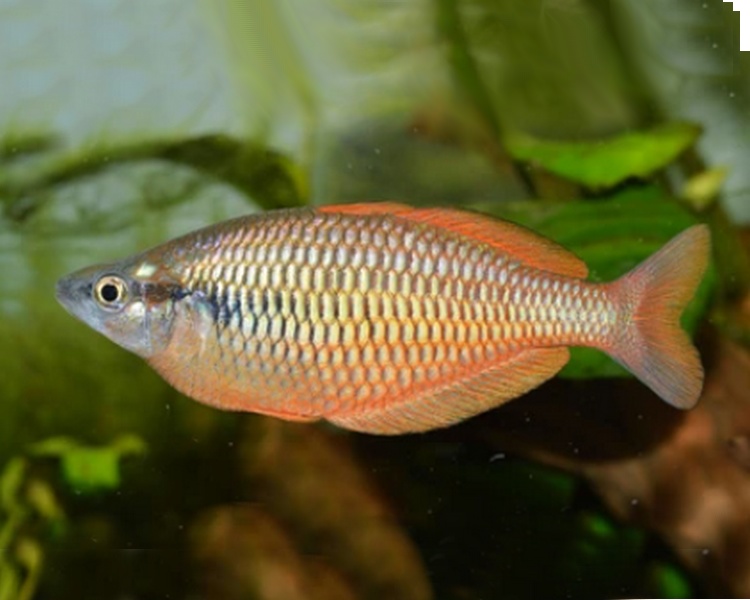 Lake Kurumoi Rainbow ~ 4-5cm