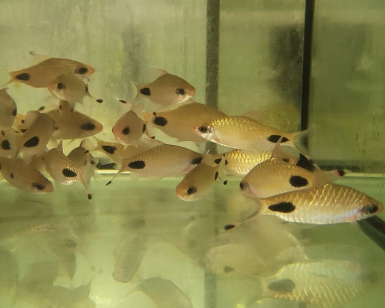 Mascara Barb Dawkinsia assimilis 7cm Plus