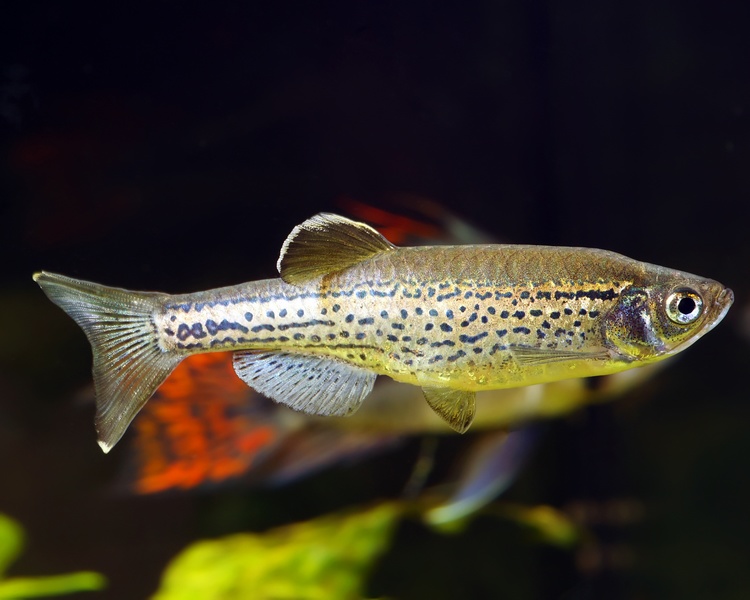 Leopard Danio ~ 3cm - 3.5cm