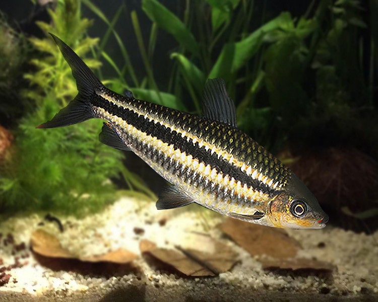 Striped Leporinus striatus ~ 3cm