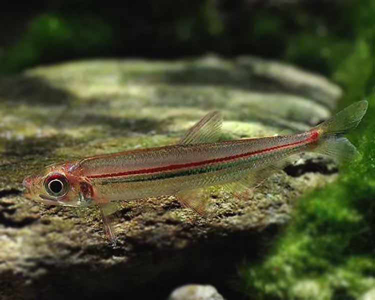 Lizard Tetra ~ 4-6cm
