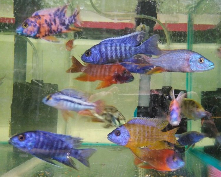 Assorted Large African Cichlid ~ 7cm - 8cm