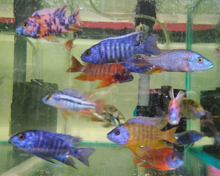 Assorted Large African Cichlid Mix ~ 7cm - 8cm