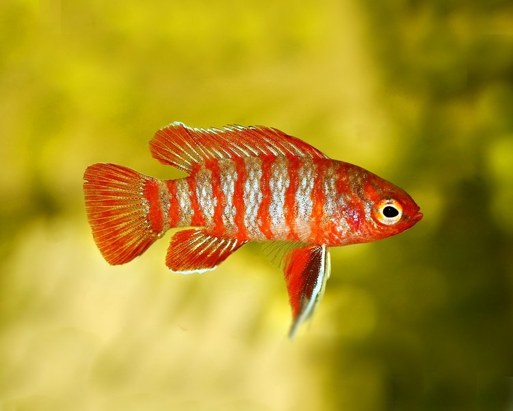 Male Scarlet Badis ~ 1cm