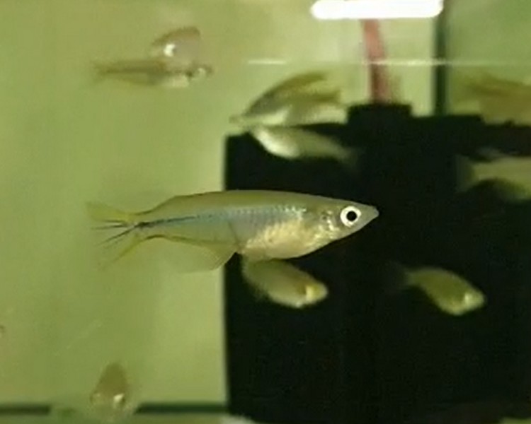 Matano Ricefish - Oryzias matanensis ~ 2-3cm