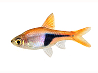 Danios Rasboras & Minnows Danios Rasboras & Minnows