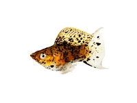 Mollies - Poecilia sphenops Mollies - Poecilia sphenops