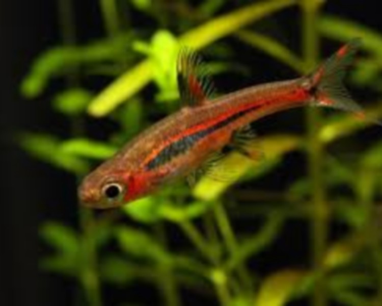 Mosquito Rasbora Boraras Brigittae The Trop Company
