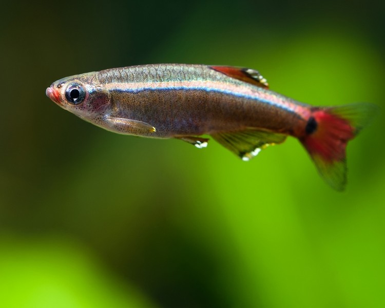 White Cloud Mountain Minnow - Tanichthys Albonubes The Trop Company