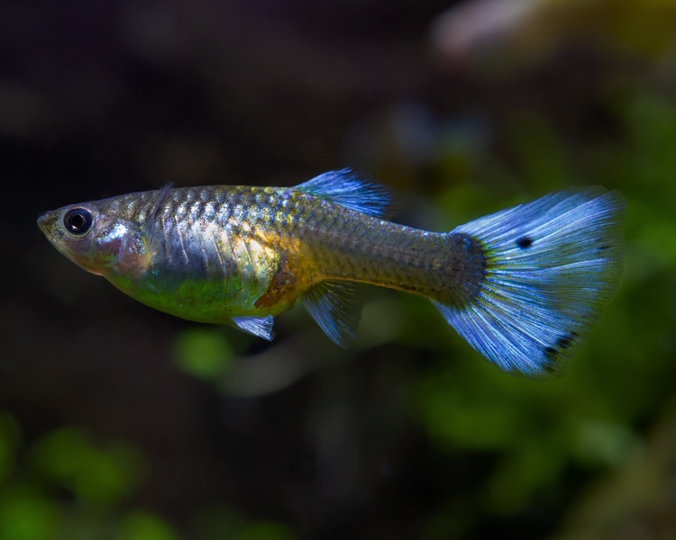 Neon Blue Female Guppy ~ 3cm