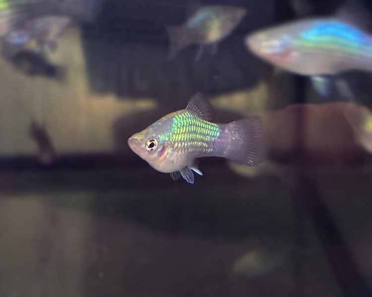Neon Blue Platy ~ 2 - 3cm