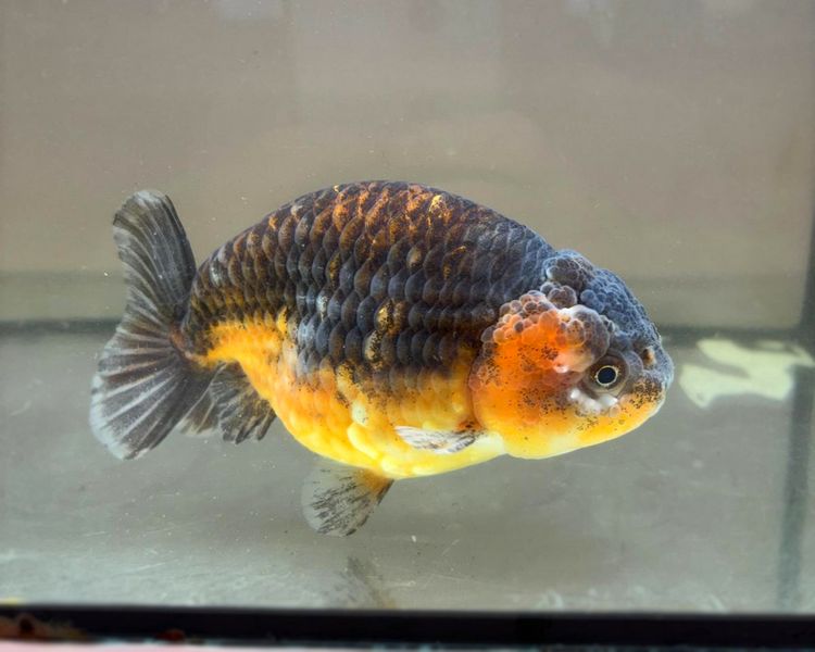 High Grade Orange and Black Ranchu FG1 ~ 12cm