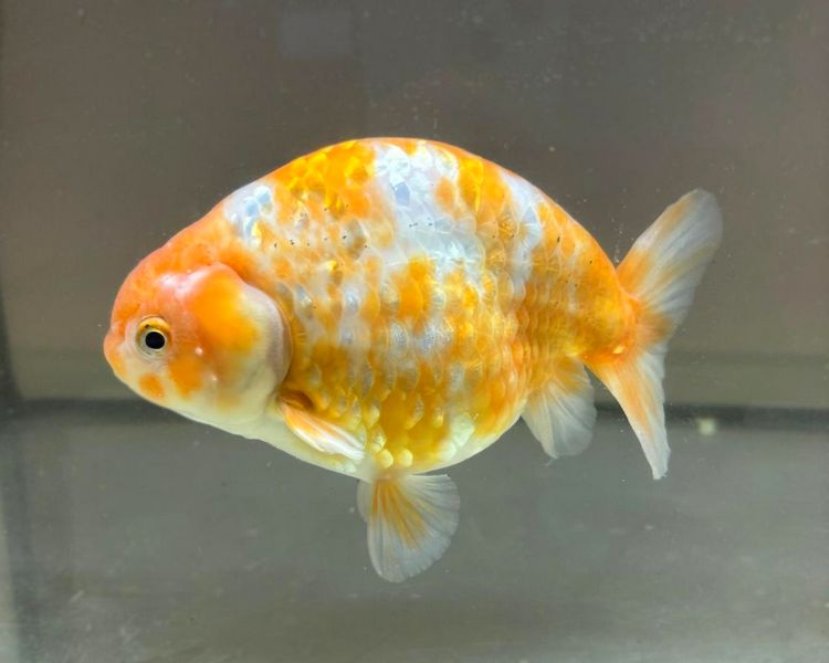 High Grade Orange and White Ranchu FG2 ~ 10cm