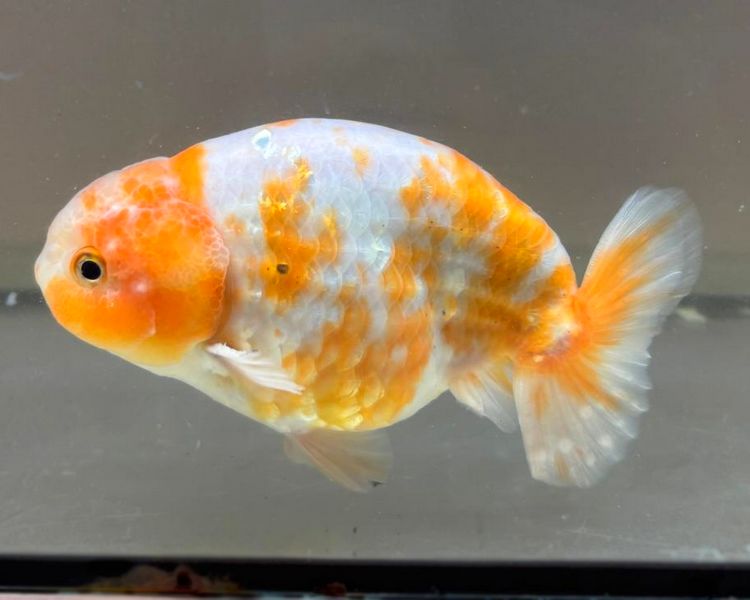 High Grade Orange and White Ranchu FG3 ~ 10cm