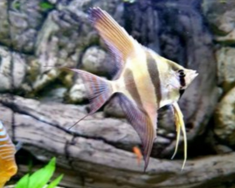 Orinoco Altum Angelfish ~ 7-8cm