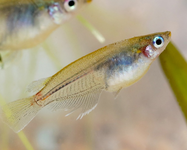 Oryzias melastigma - Ricefish ~ 2cm