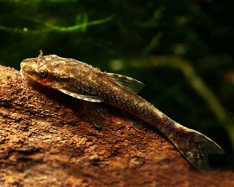 Otocinclus Negros ~ 1cm