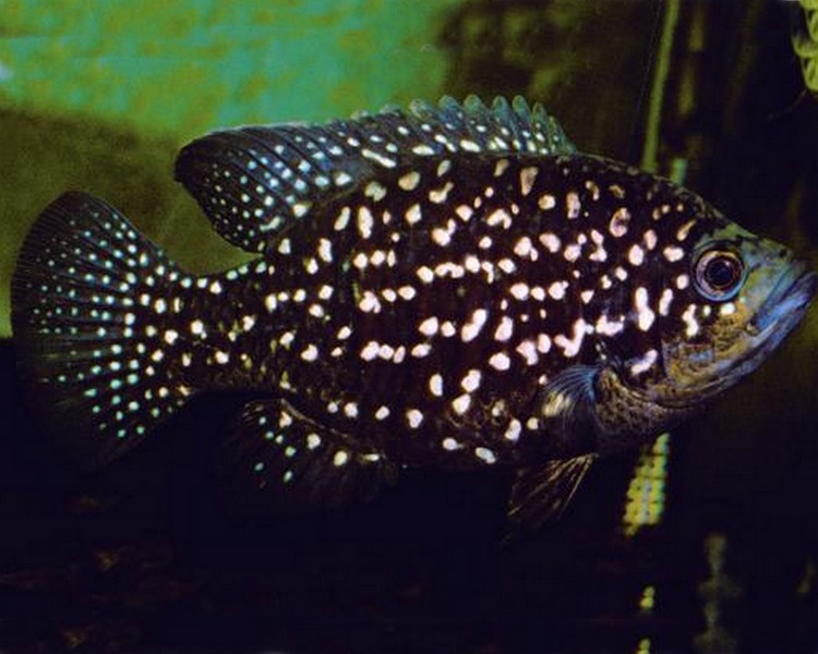 Paratilapia Polleni ~ 4cm - 5cm