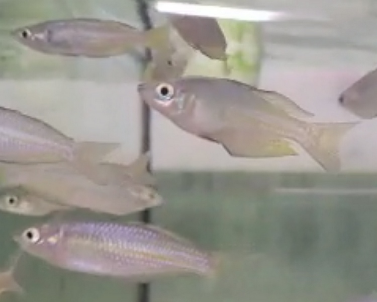 Parkinson Rainbow Fish ~ 3-5cm