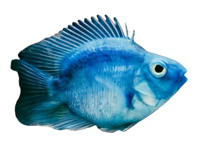 Parrot Fish
