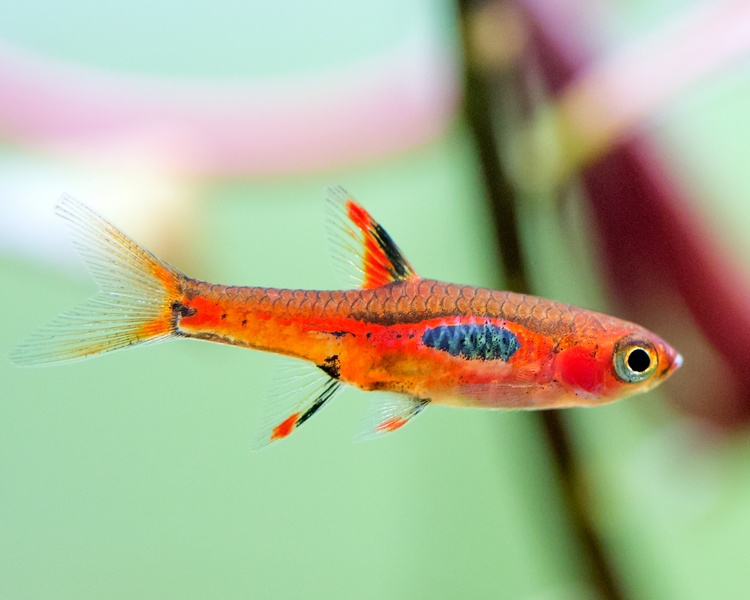 Phoenix Rasbora ~ 1cm