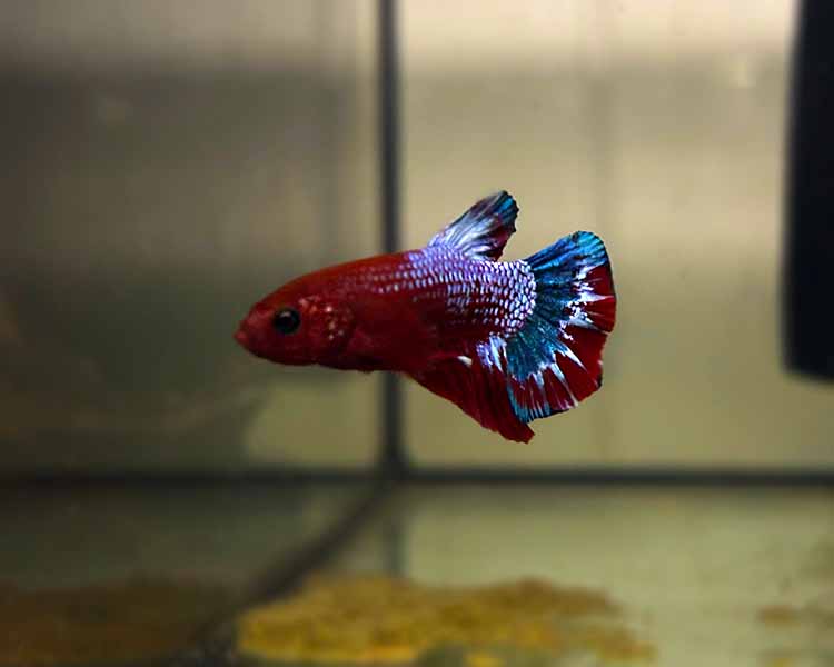 Plakat Betta Fish - Male ~ 3-4cm