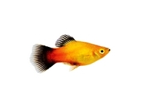 Platies - Xiphophorus maculatus Platies - Xiphophorus maculatus