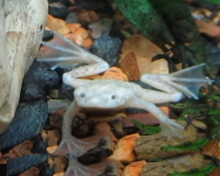Platinum Congo Frog ~ 2cm