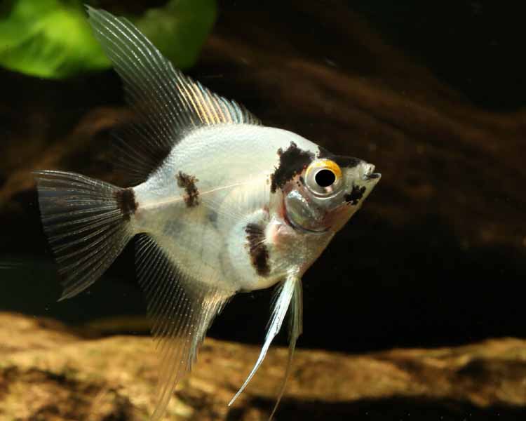 Platinum Panda Angel ~ 3-4cm