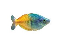 Rainbow Fish