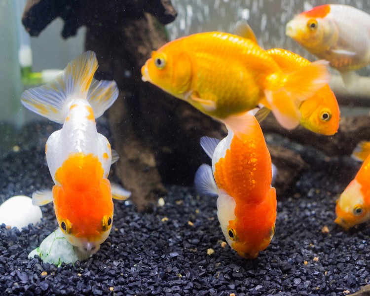 Assorted Ranchu ~ 7-10cm