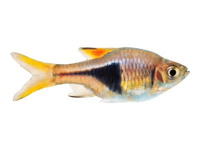 Rasbora