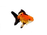 Fancy Goldfish - Carassius auratus Fancy Goldfish - Carassius auratus