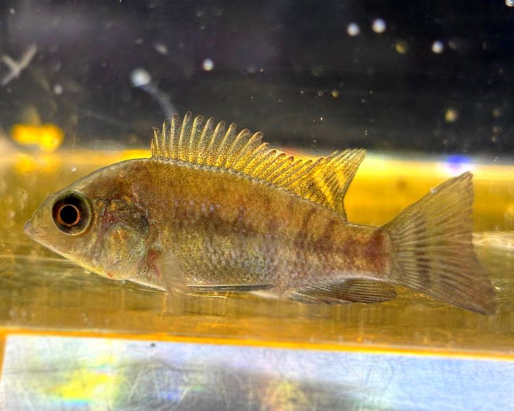 Red Breasted Tilapia ~ 4-5cm