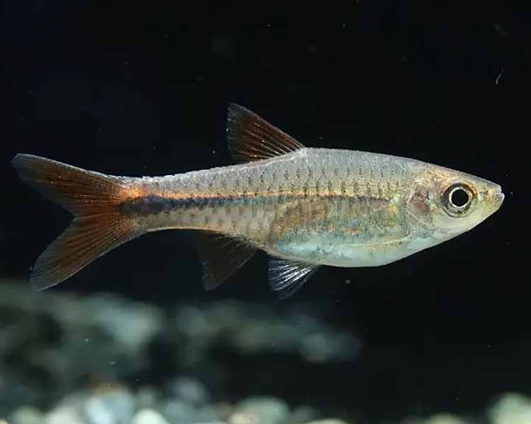 Red Cherry Rasbora ~ 3cm