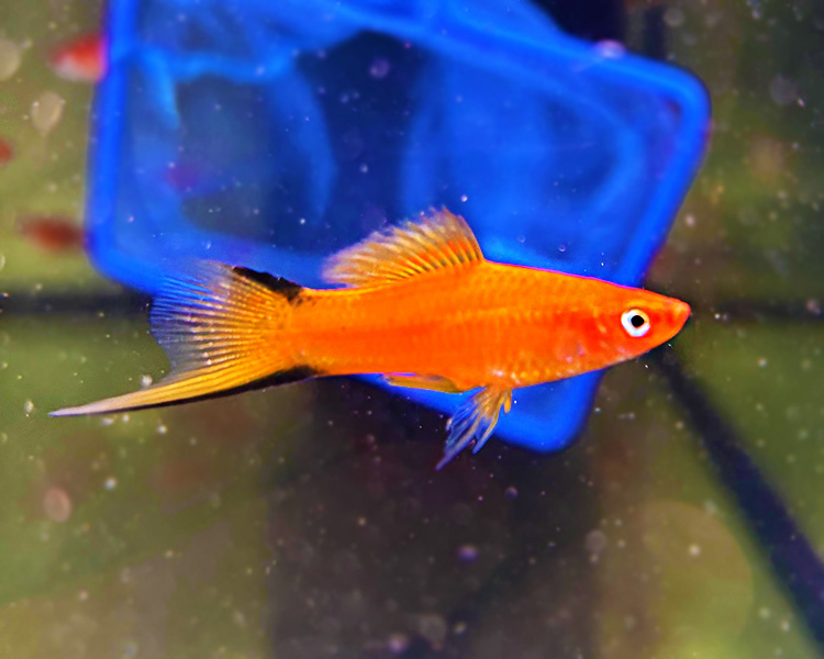 Red Comet Swordtail ~ 3cm