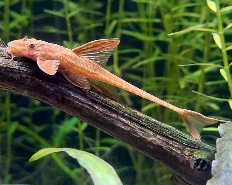 Red Lizard Whiptail ~ 4-5cm