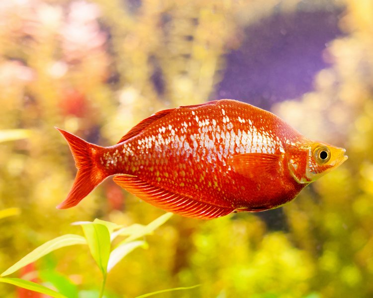 Red Rainbow ~ 5-6cm