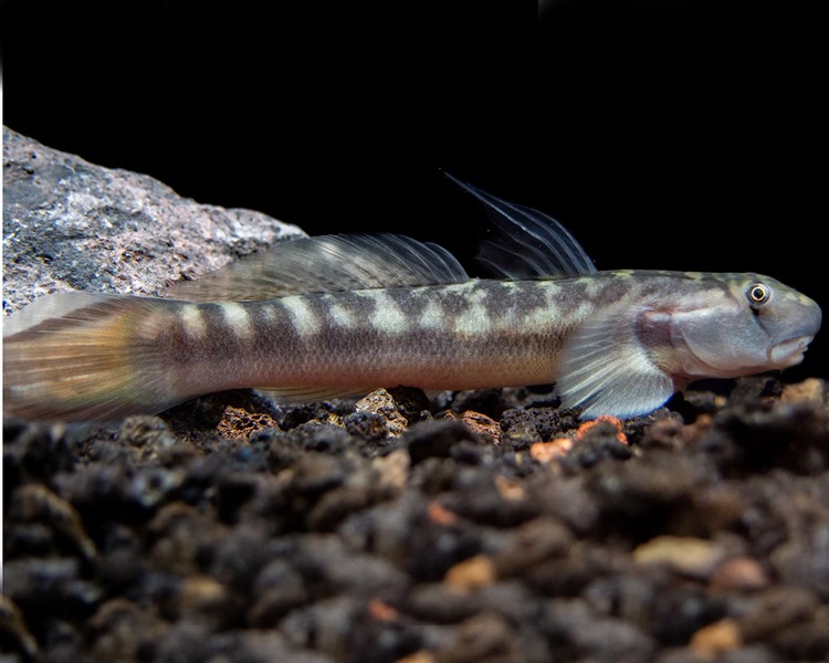 Red Tailed Rock Goby ~ 8cm