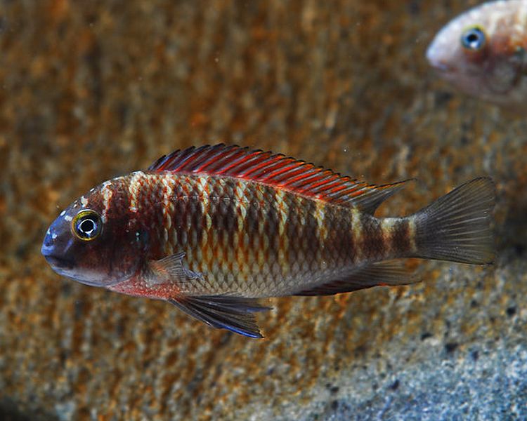 Red Tropheus Moorii ~ 3 - 4cm