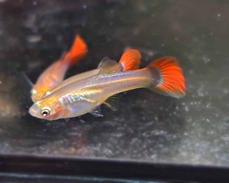 Red Tuxedo Guppy - Female ~ 3 cm