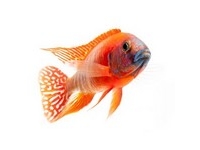African Cichlids African Cichlids