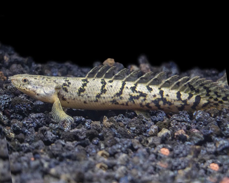 Polypterus Delhezi Royal Tiger - 10-15cm