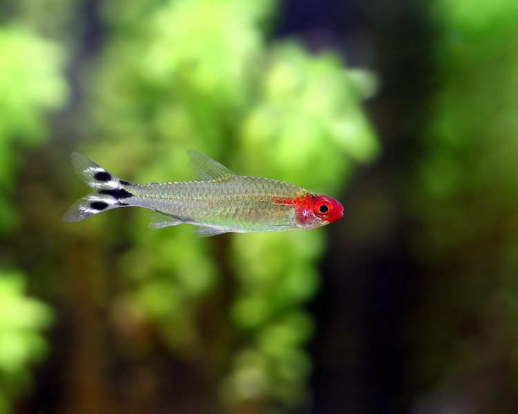 Rummy Nose Tetra ~ 2cm - 3cm