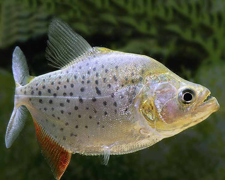 Sanchezi Piranha ~ 8cm - 10cm