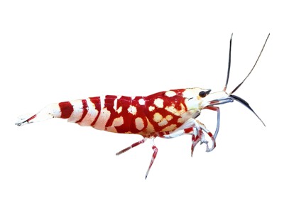 Shrimp